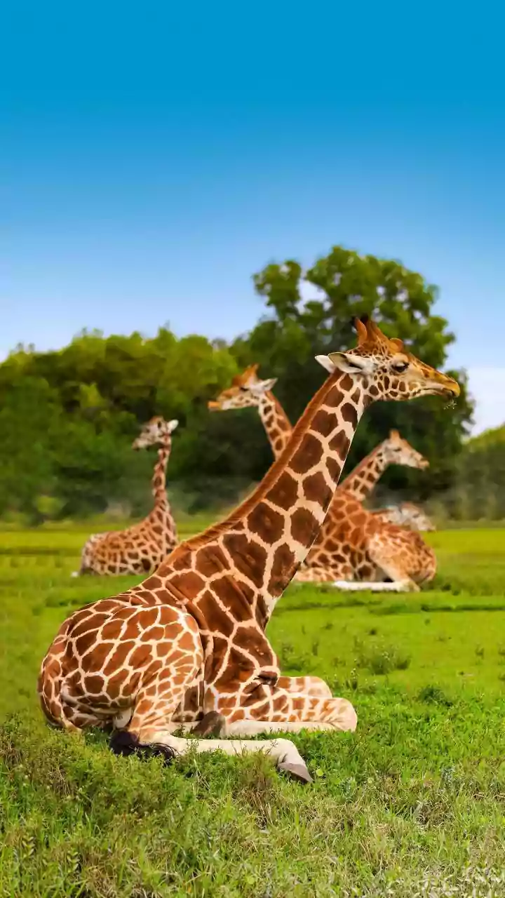 4 Animals That Sleep With Their Eyes Wide Open