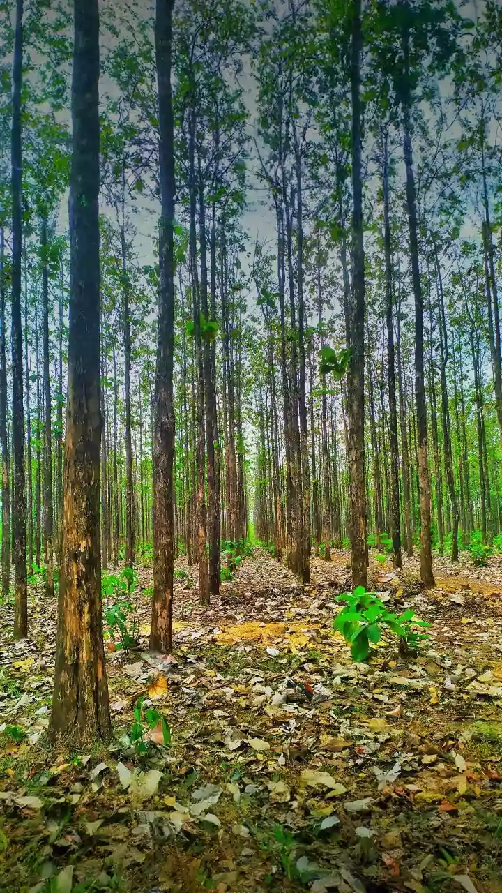 5 Secret Delhi Forests: Escape the City's Hustle!