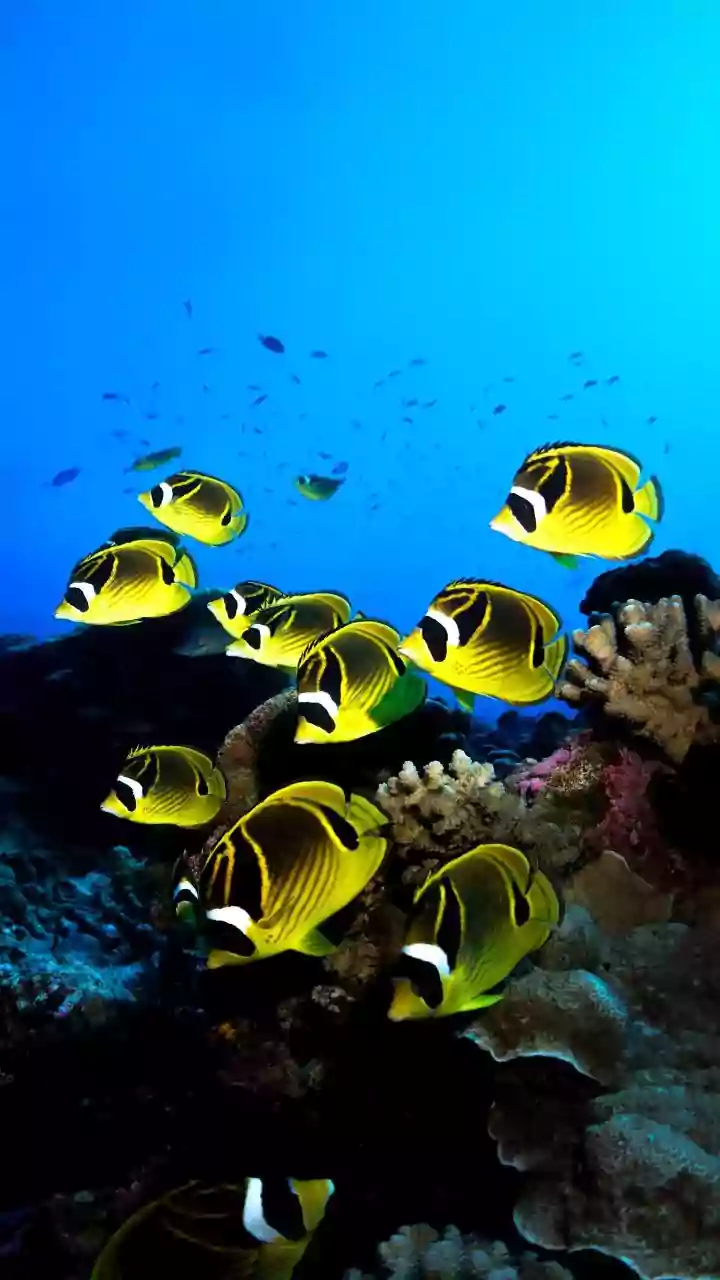 How Sustainable Travel Protocols Protect Marine Biodiversity Across Lakshadweep Pristine Atolls