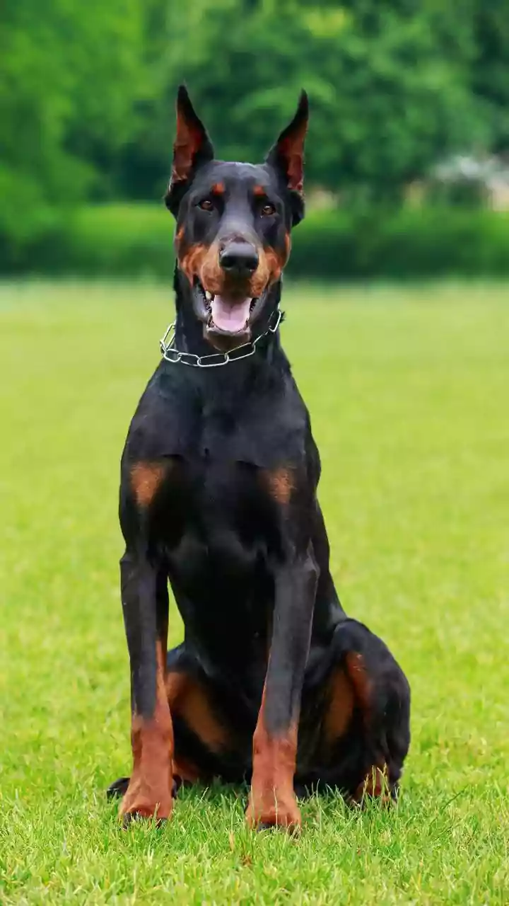DNA Study On Why Large Dogs Age Faster Explained: Large Breeds Showed More Methylation Loss