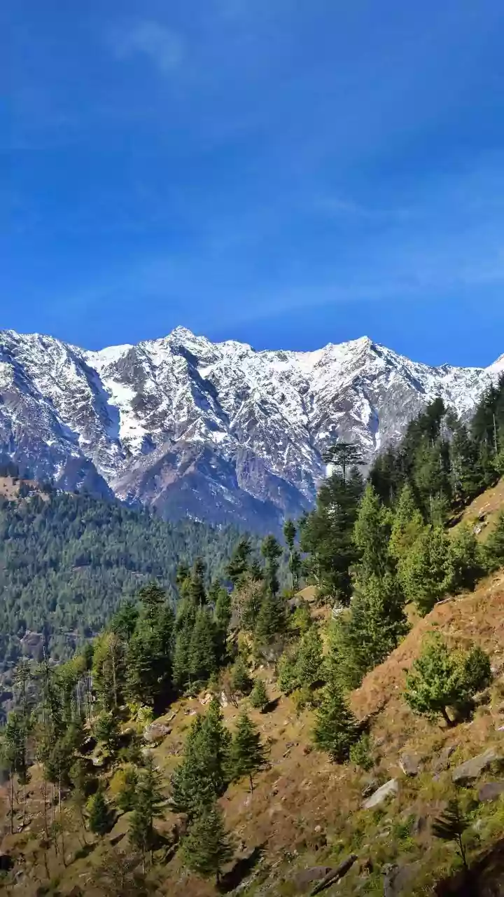 Rare Snow Leopard Family in Ladakh: A Breathtaking Video