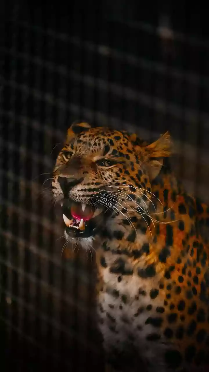 Why Veterinary Teams Conduct Comprehensive Health Checks Before Relocating Big Cats