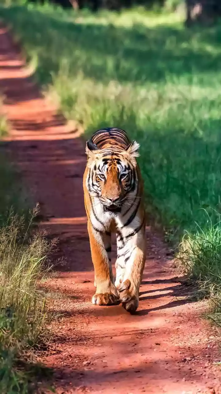 Inside Sachin Tendulkar’s Favourite Wildlife Escape: A Complete Guide to Tadoba Tiger Reserve, Safari Costs and Travel Tips