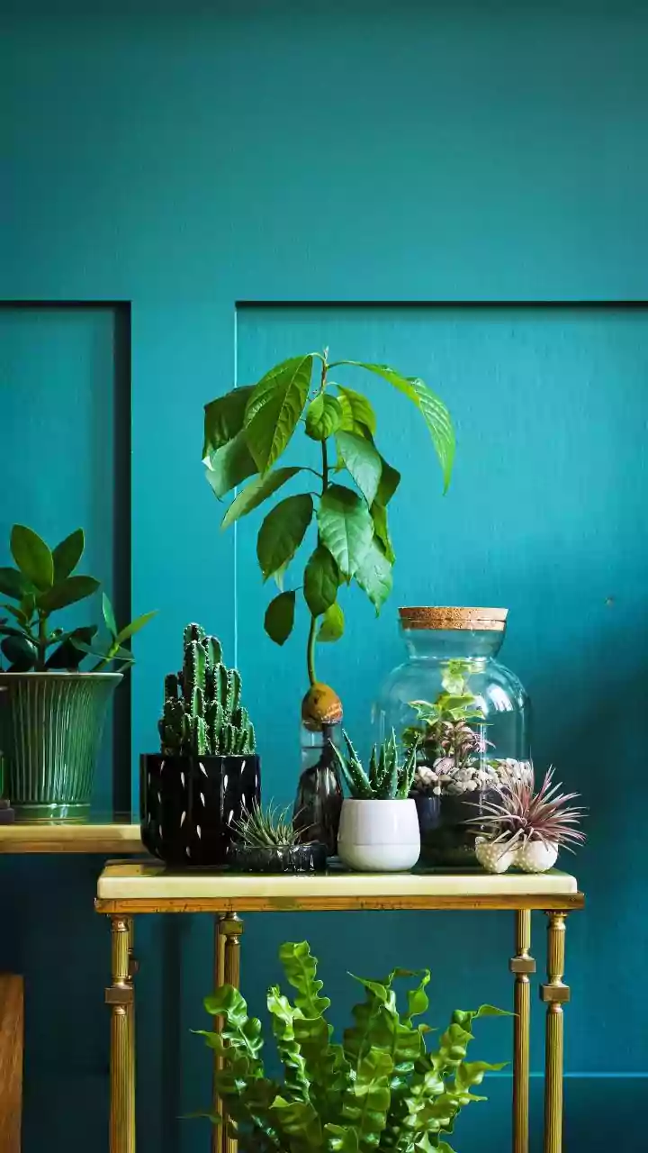 5 terrarium styles to elevate your home decor