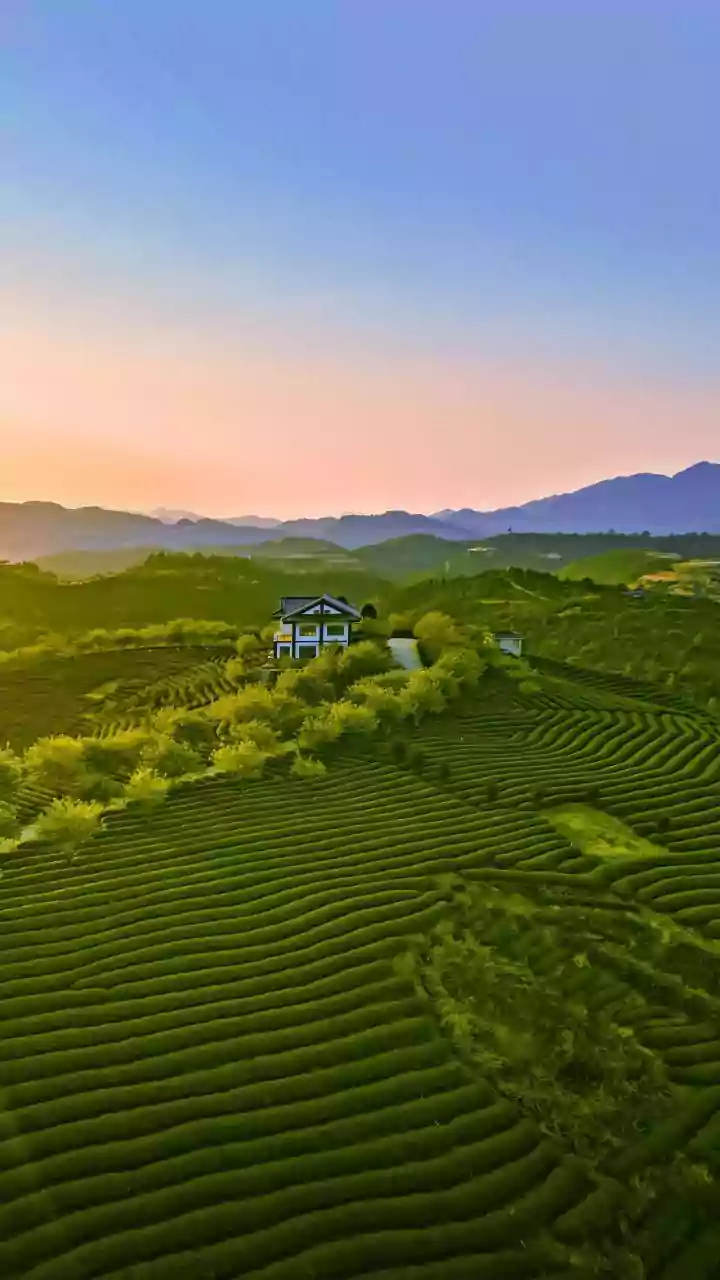 Coorg Monsoon Wellness: How Plantation Homestays Help City Dwellers Lower Daily Stress