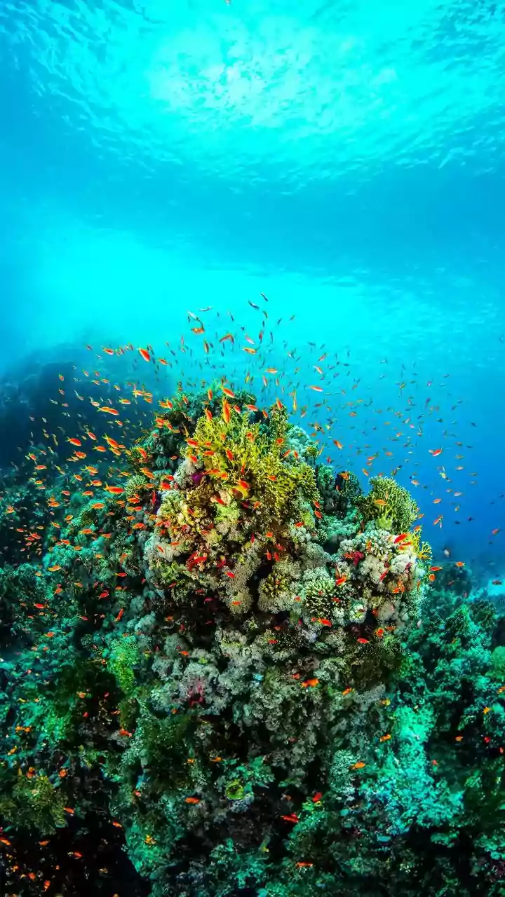 Lakshadweep Sustainable Tourism Framework Safeguards Fragile Marine Life And Coral Reef Formations