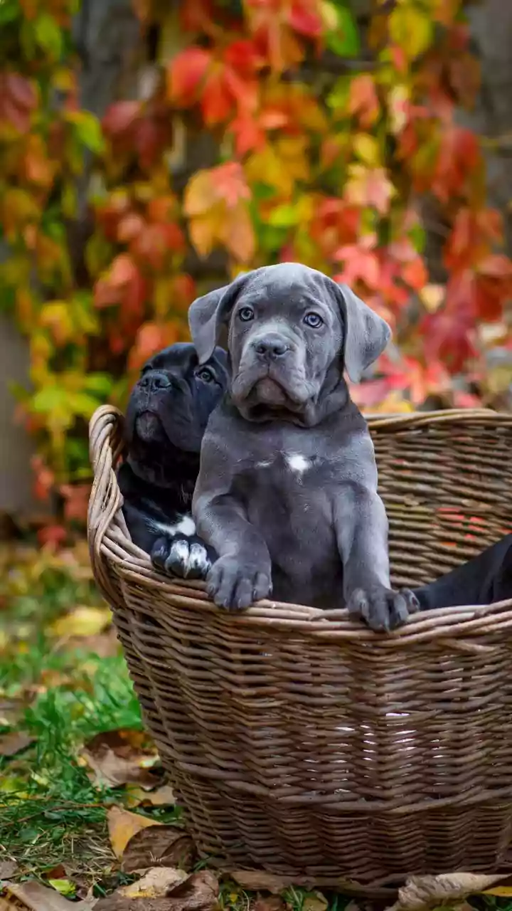 Rain and paw prints meet viral DIY cleaner trending online