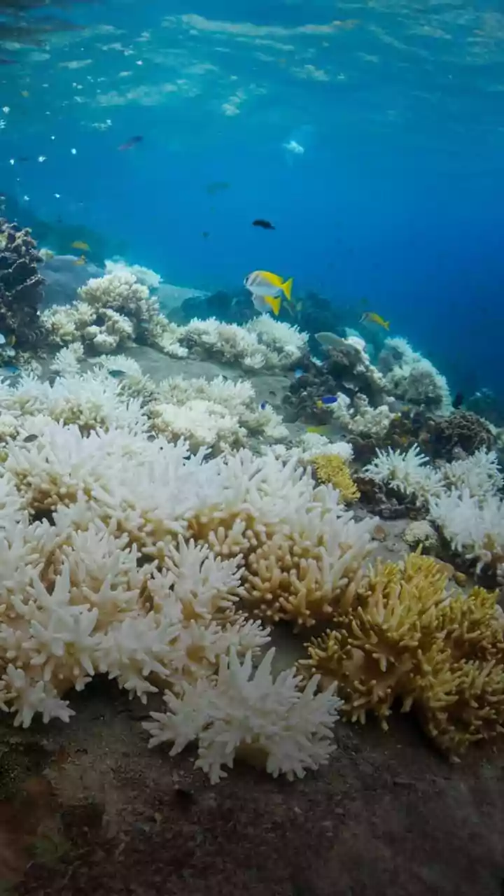 Resíduos de protetor solar na água podem destruir corais marinhos