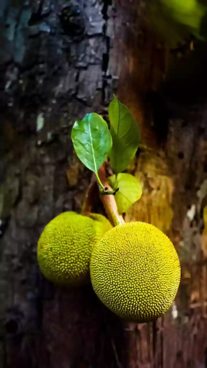 The Recipe Behind Parsi Kathal Recipe: The Role of Jackfruit Texture in the Dish