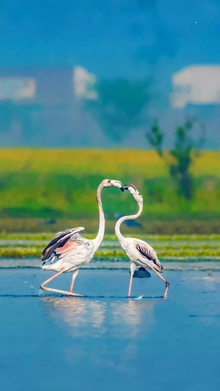 Silent march taken out to highlight importance of wetlands for migratory birds