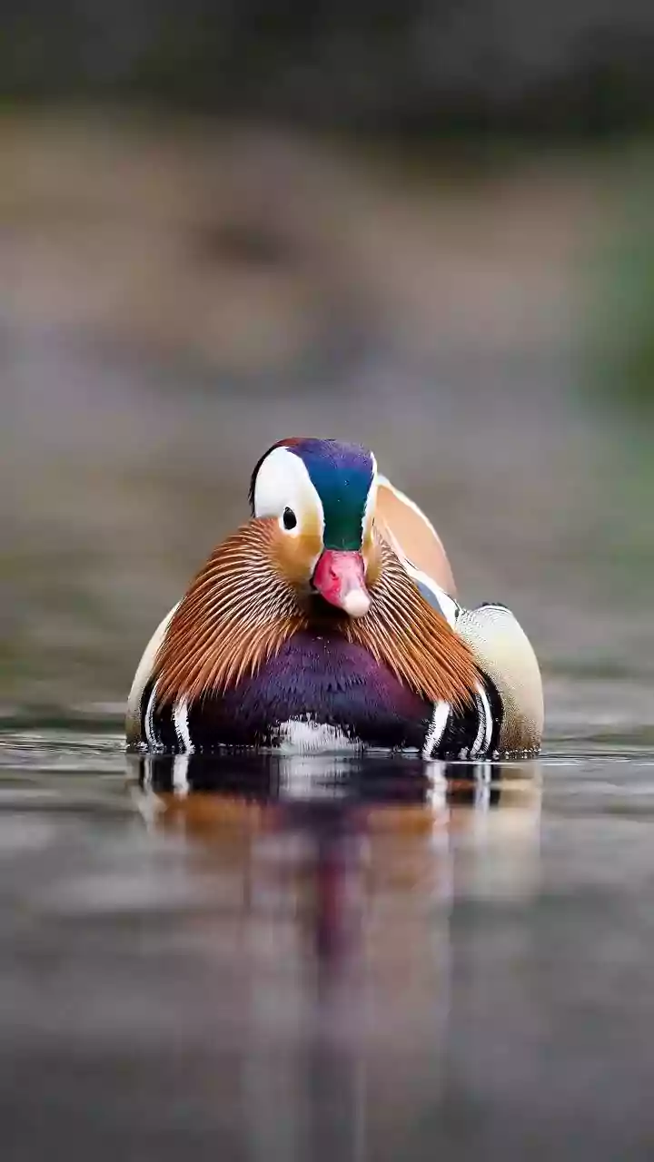 Climate Change Alters Habitat Dynamics of Ducks in Eastern Himalayas