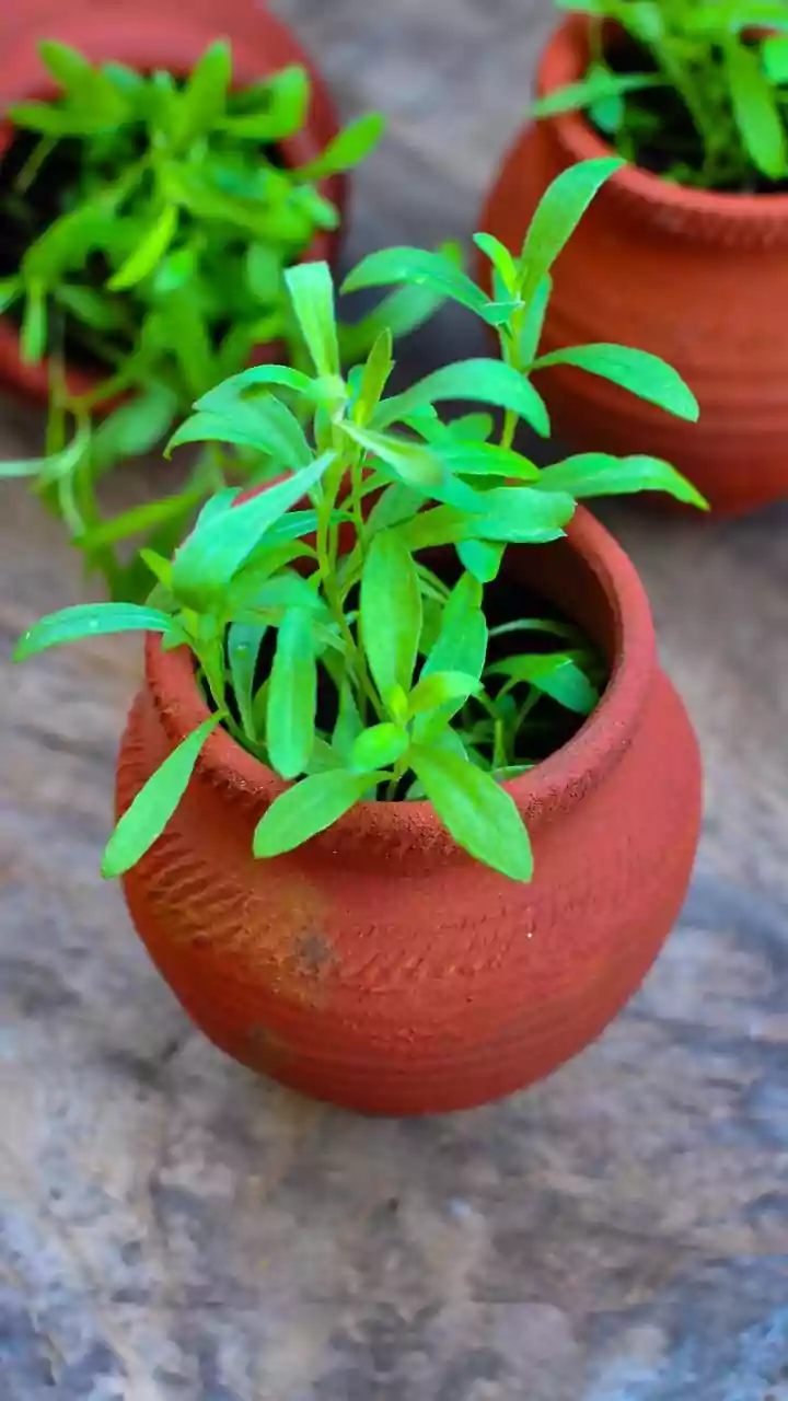 The Edible Balcony Trend: The Bigger Story Behind Monsoon Balcony Micro-Gardens