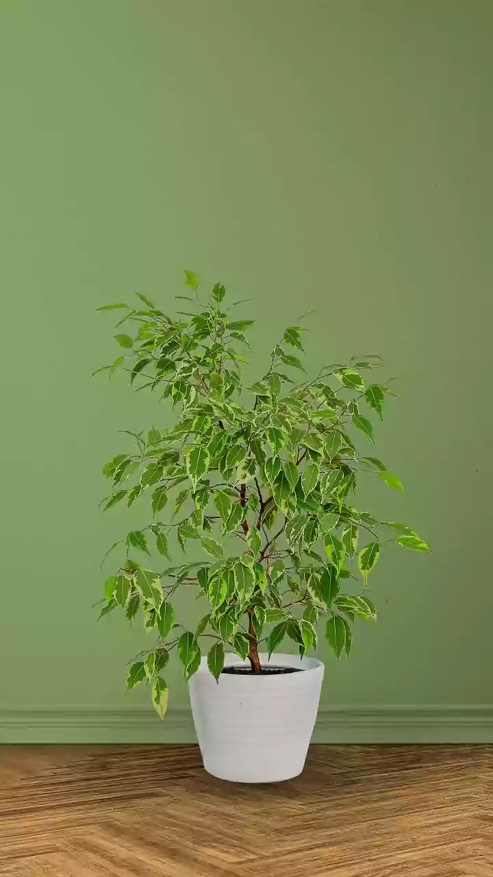 The Potted Plant Positioning Trick Can Prevent A Houseplant Growing In Only One Direction