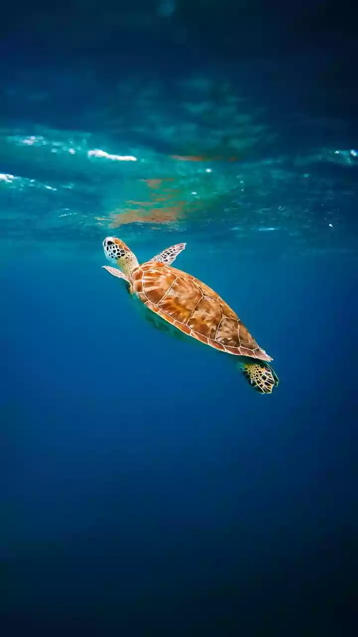 Explore India's Majestic Turtles: A Wildlife Journey