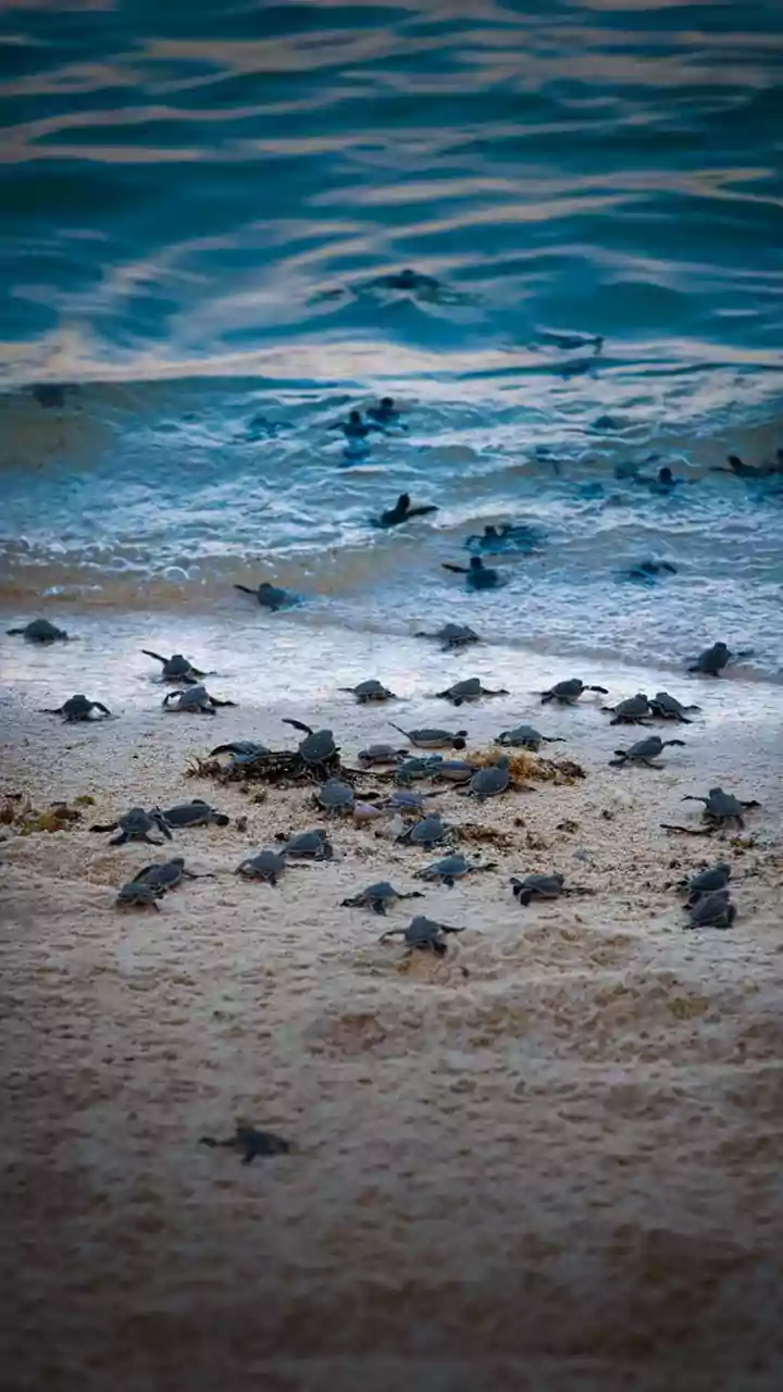 Mating of Olive Ridley turtles begins in Odisha, security beefed up