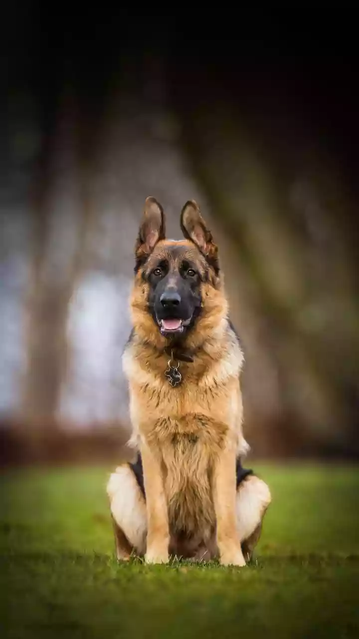 Two Street Dogs From Mysuru Find Homes In Germany Through Adoption Drive