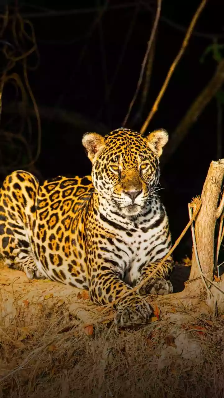 Jaguar vs. Leopard: Unveiling the Differences