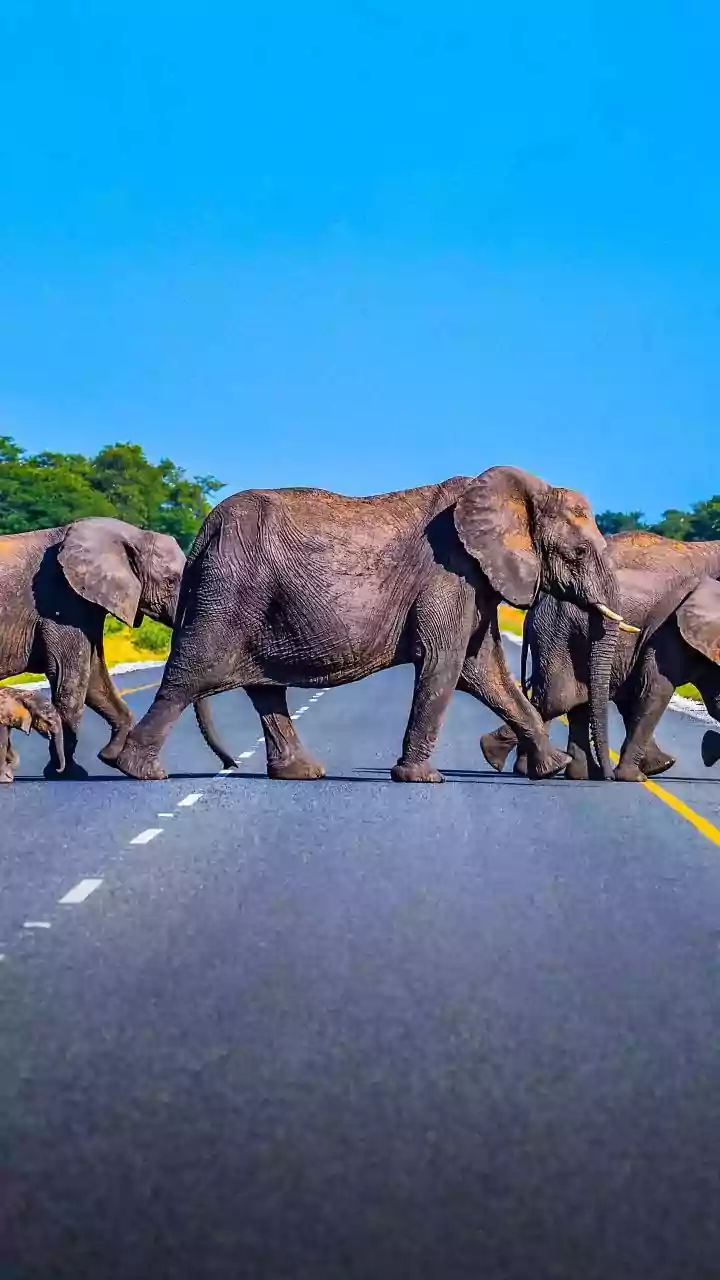 Wild elephant climbs onto moving car on Bengaluru-Dindigul highway