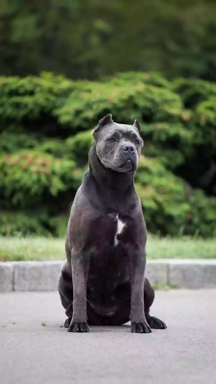 India's Banned Dog Breeds: Understanding the Restrictions