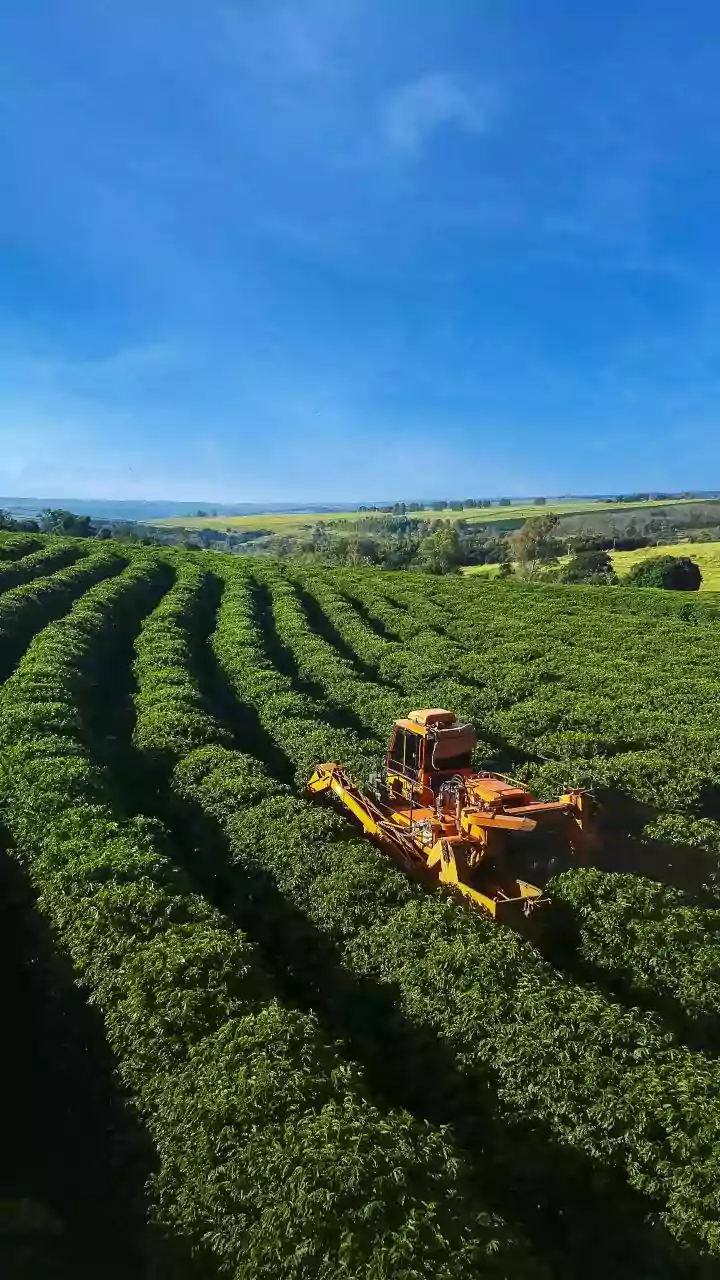 Coffee Culture Shift: Young Indian Enthusiasts Choose South Indian Estate Roasts Over Instant