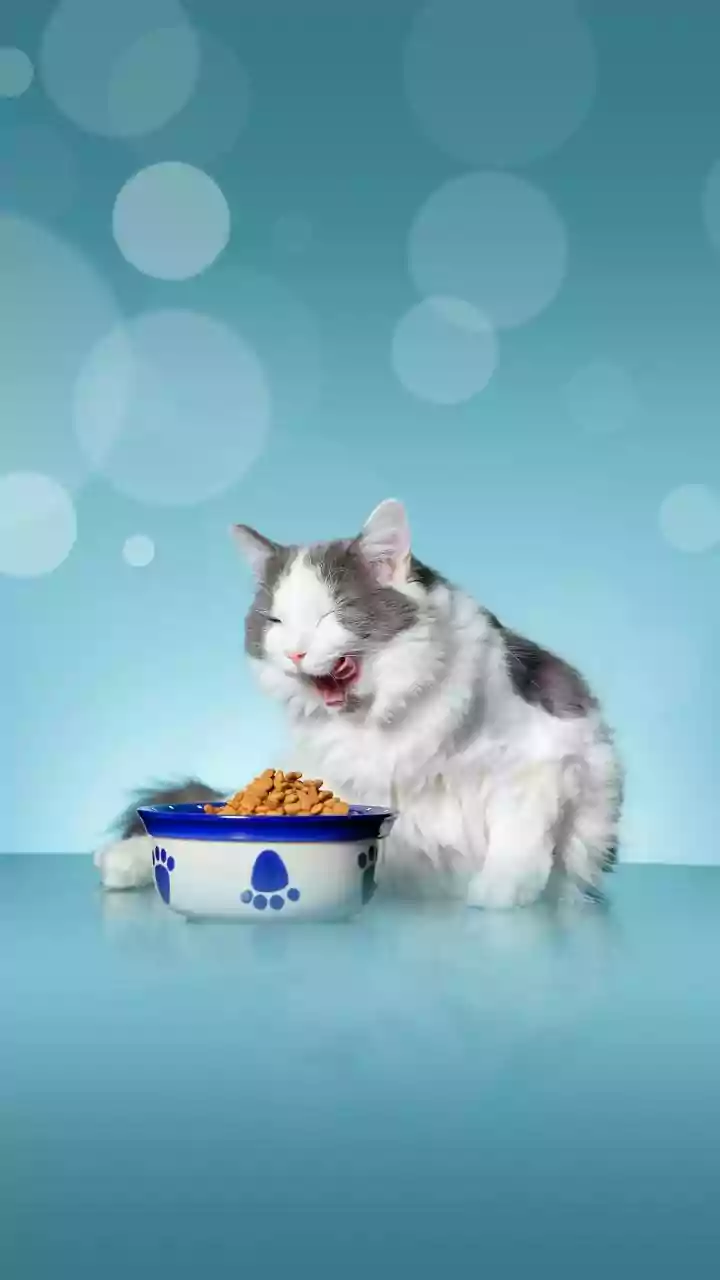 This Live-Camera Automated Feeder Is A Lifesaver For Pets