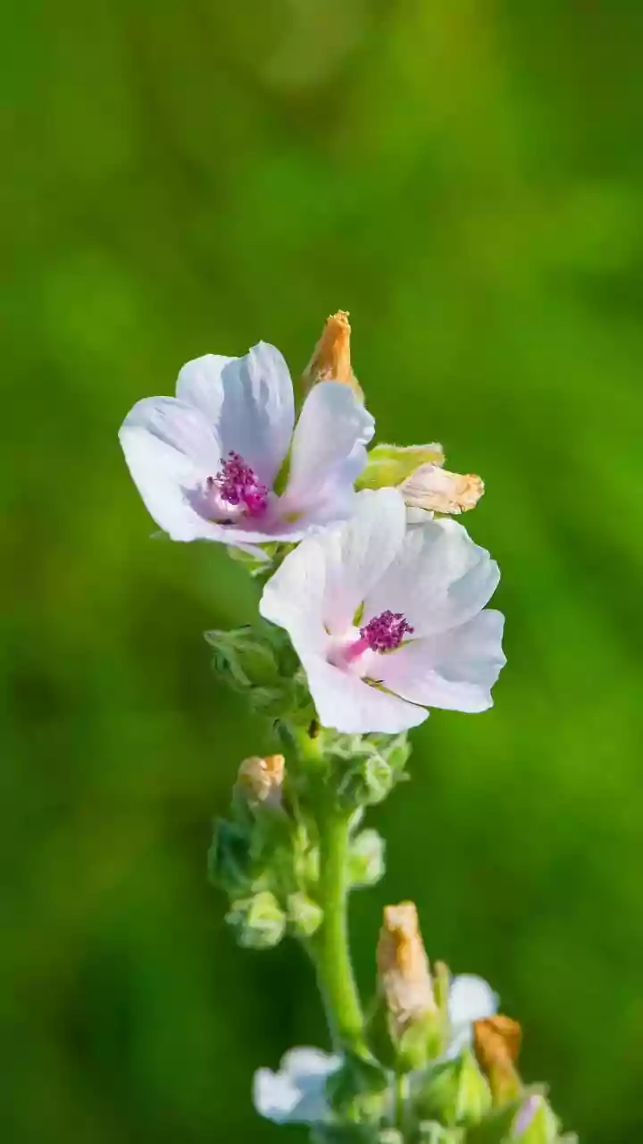 Picking a Neelakurinji Flower Can Trigger Legal Action in Tamil Nadu