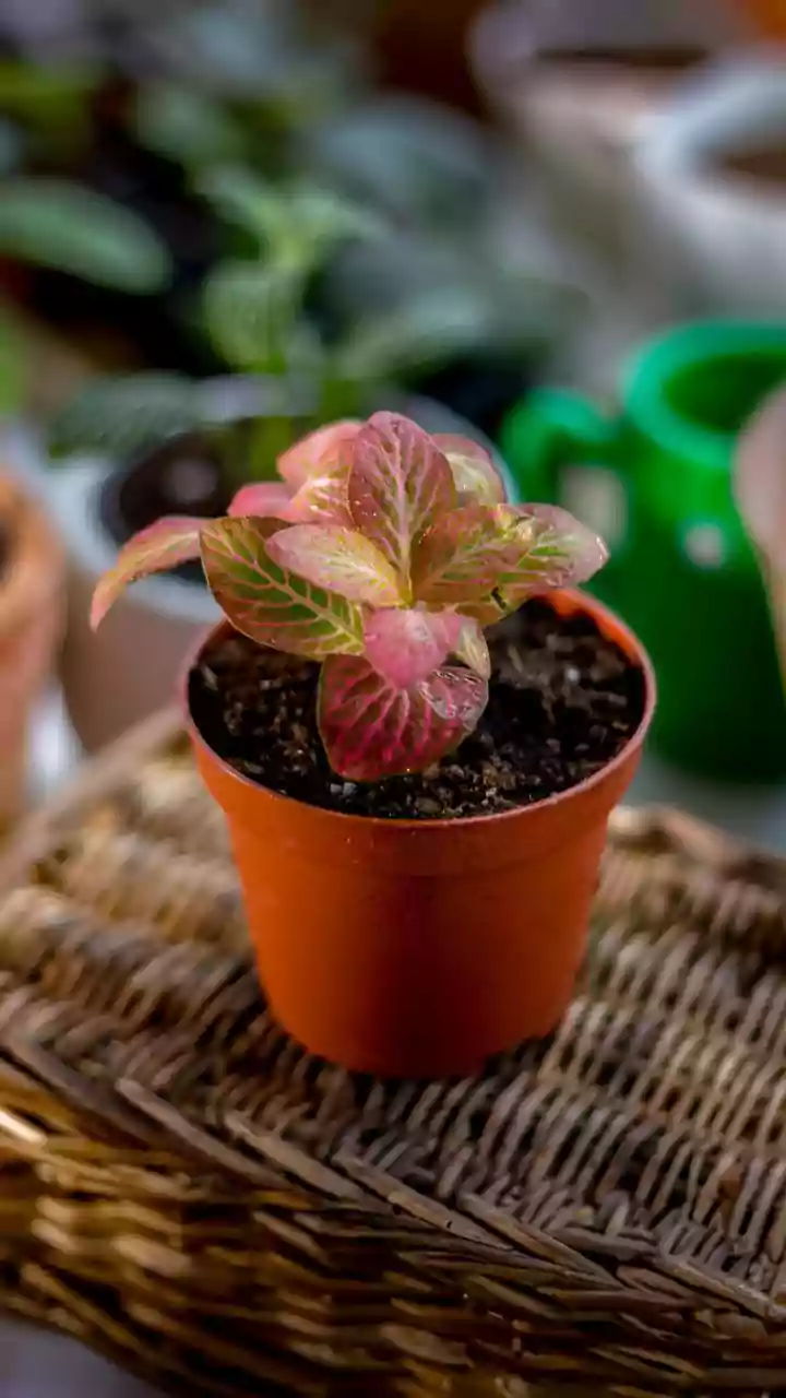 Terracotta Olla Containers Supply Steady Underground Water Distribution For Compact Balcony Gardens