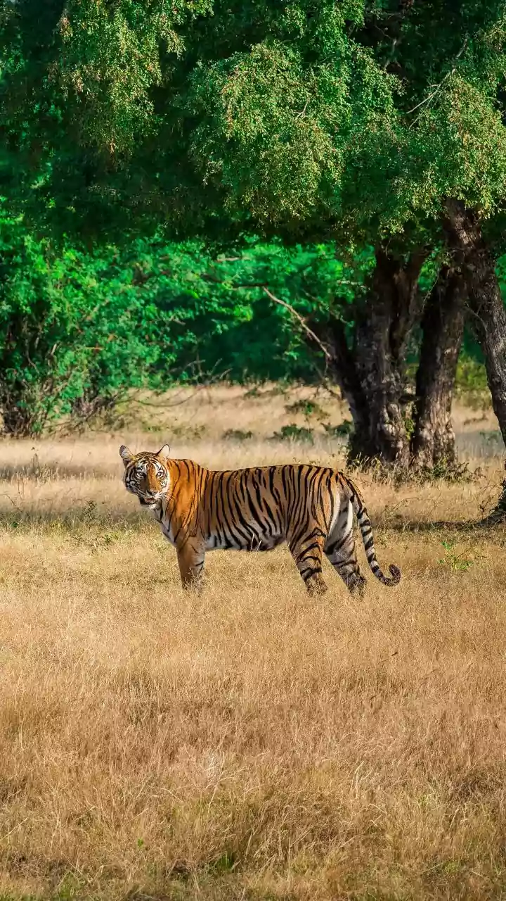 Woman killed in tiger attack in Pench; animal captured