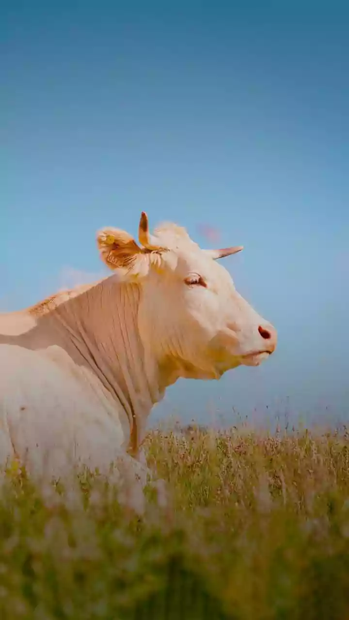 'Close Bond With Nature': PM Modi Feeds Cows On Sankranti, Extends Best Wishes On Pongal