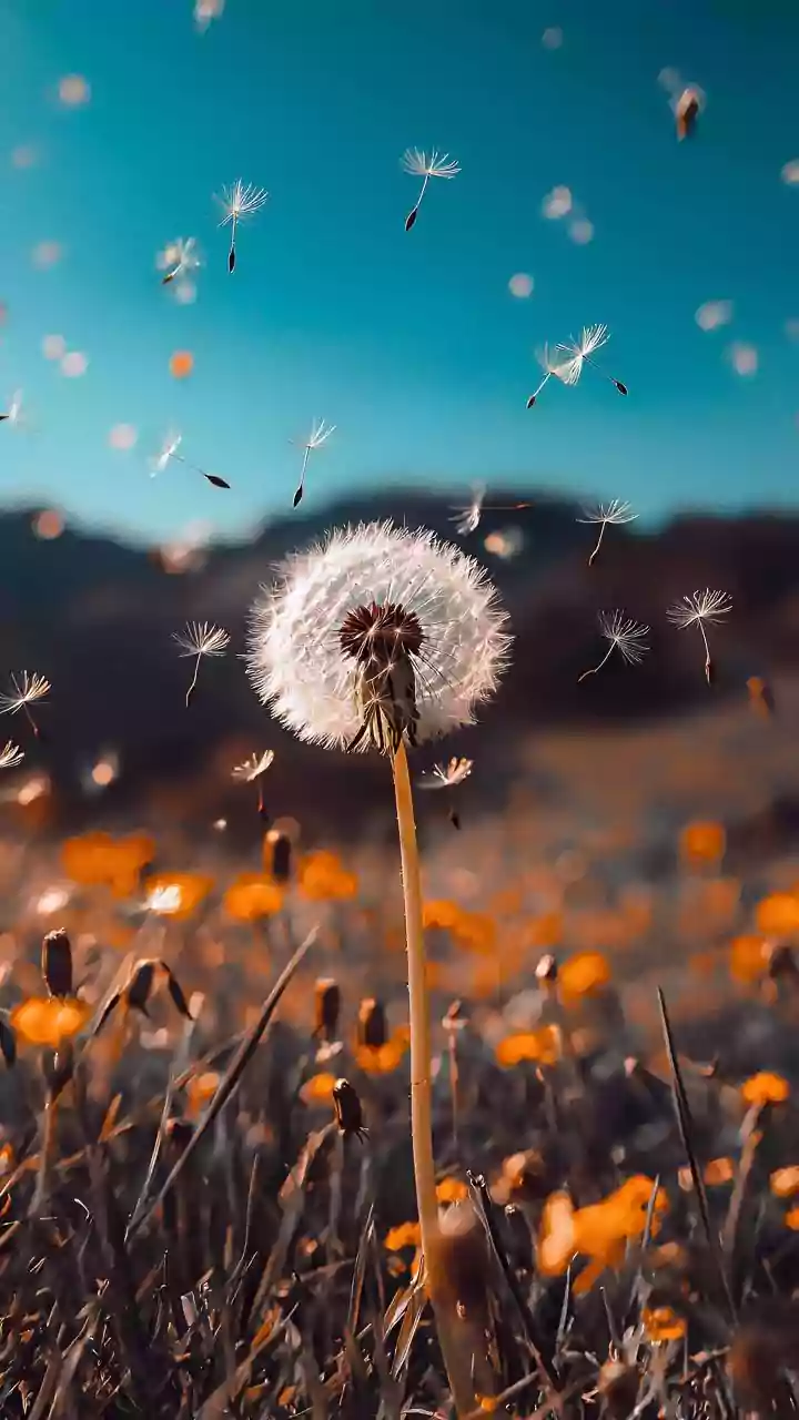 Understanding Non-Flying Animals Spreading Plants with the 186-Species Seed-Dispersal Study