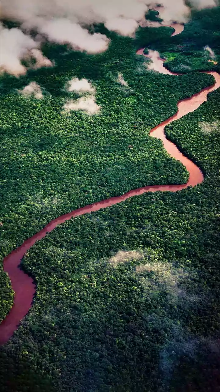 Australia's rainforests are now releasing more carbon than they soak up