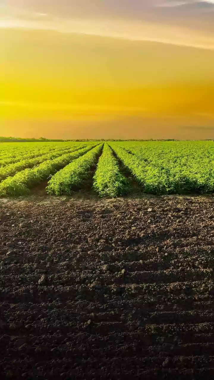 How Agricultural Waste Helps Scientists Produce Safer Non Flammable Plant Based EV Batteries