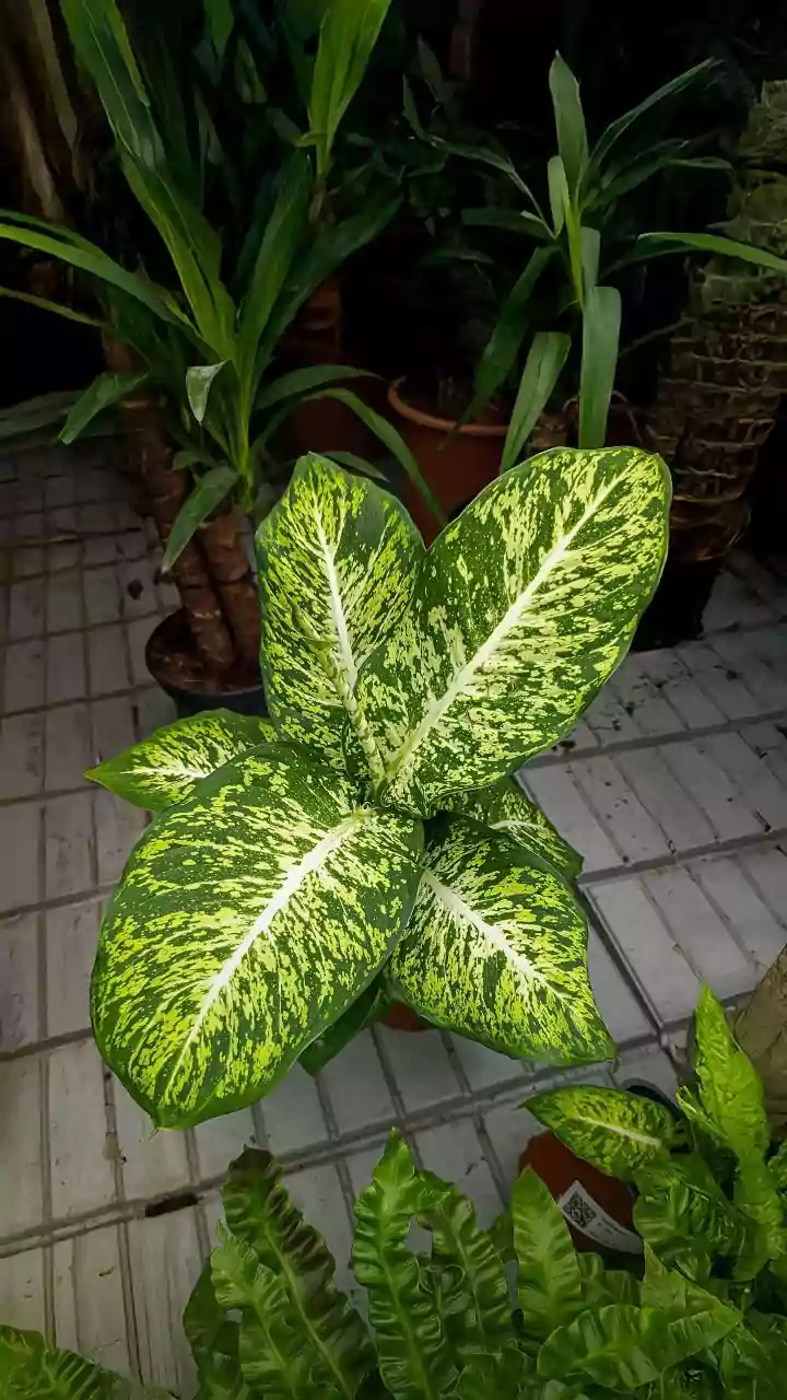The Simplest Indoor Plants To Grow During India's Monsoon Months