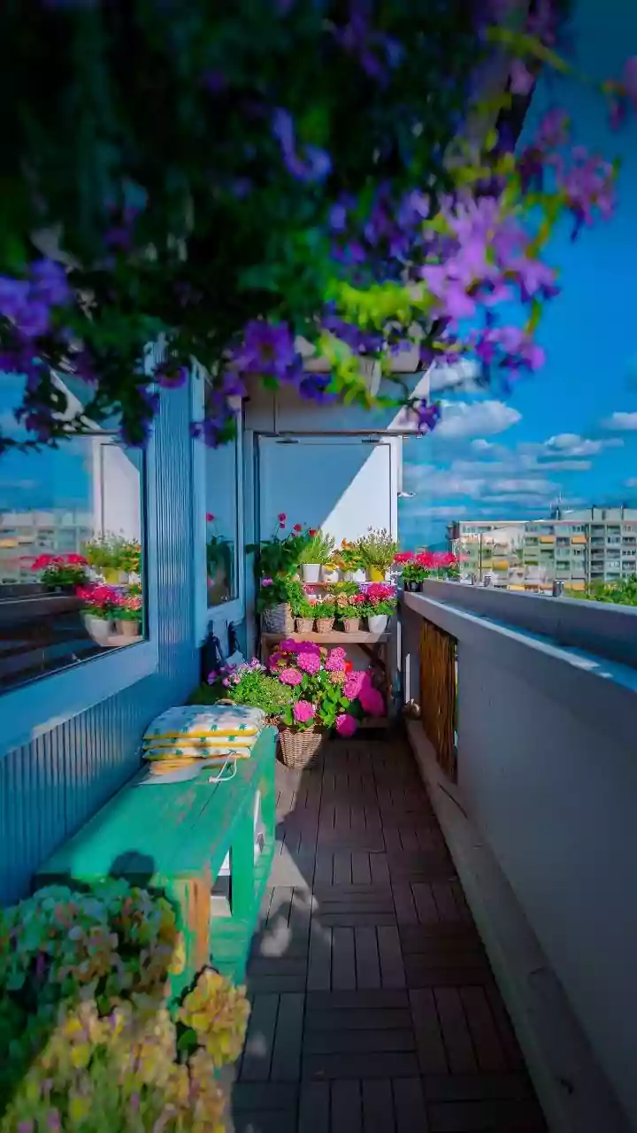 Balcony Blooms: Grow Sunflowers at Home