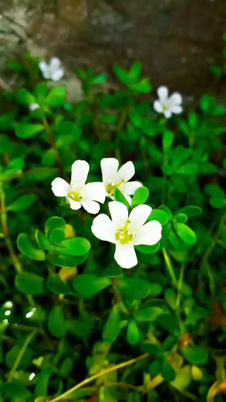Assam University team rediscovers rare Rungia mastersii in Jatinga Hills