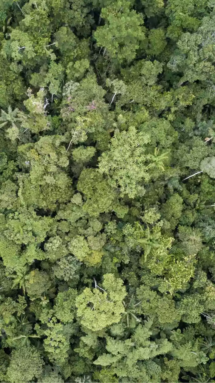 More Photosynthesis Does Not Automatically Mean More Biodiversity Or Healthier Forests