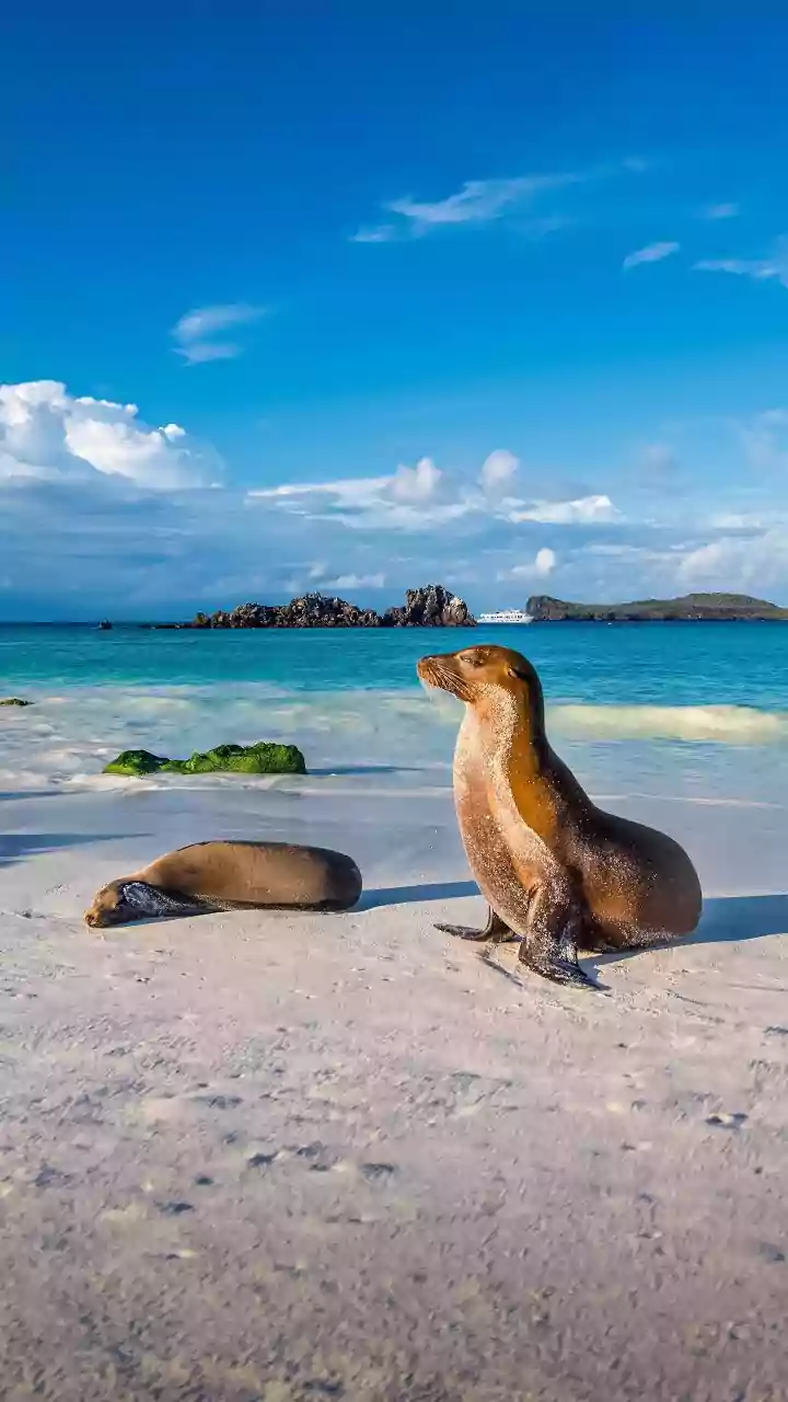 Galápagos Adventures: Exploring the Islands Aboard the Eco-Conscious Silver Origin Expedition Yacht