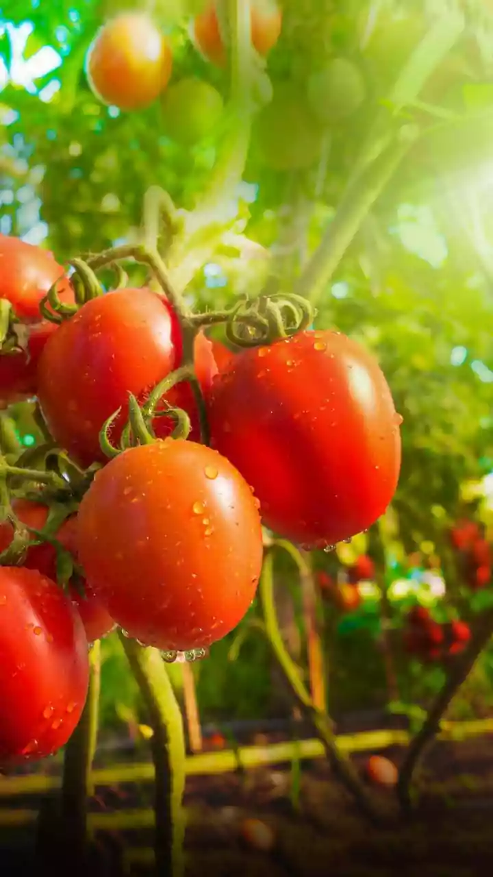 10 Global Tomato Dishes: A Flavorful Journey