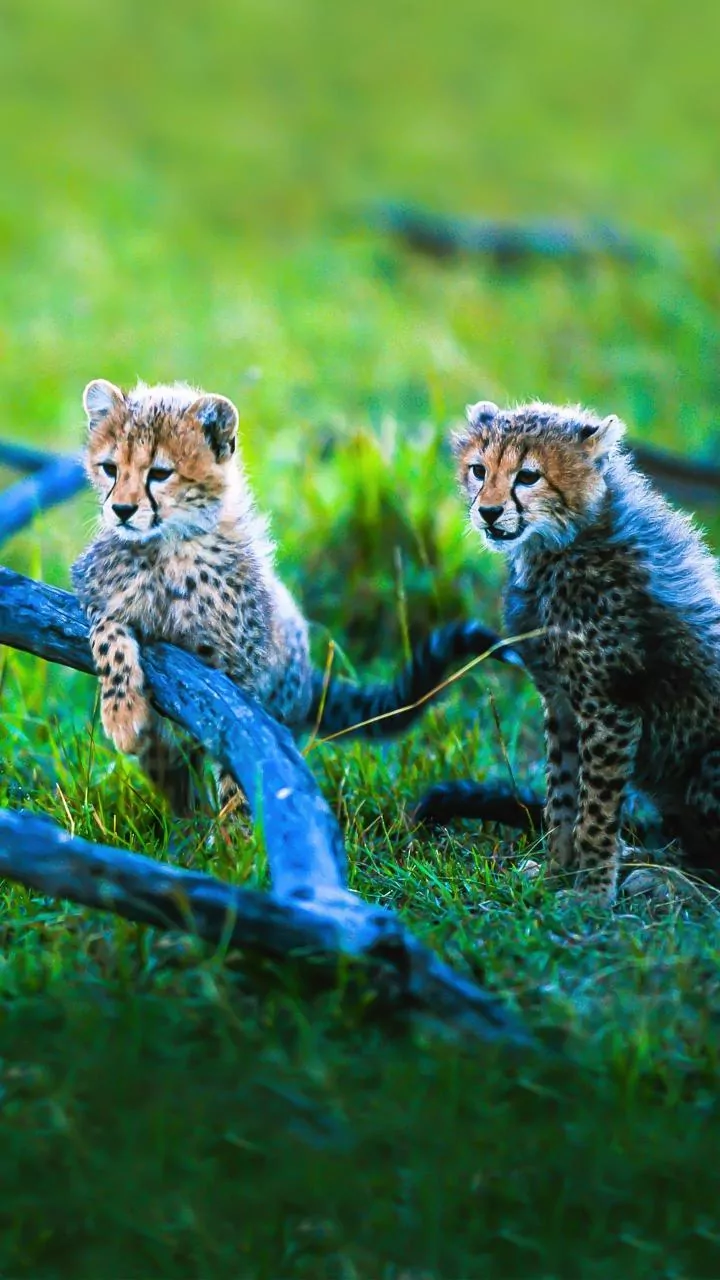 Kuno National Park: Four cheetah KGP12 cubs found dead, bodies partly eaten