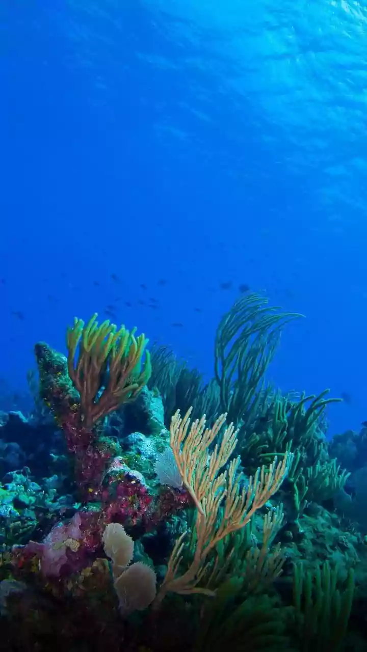 Lakshadweep Eco-Tourism Model Emphasises Sustainable Travel Protocols To Shield Fragile Island Reefs