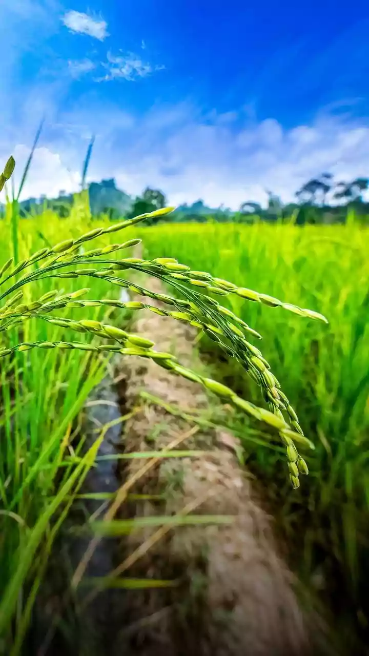 Uttar Pradesh Leads Women-Led Farming Revolution As Over 26,000 Rural Facilitators Drive Modern, Sustainable Agriculture