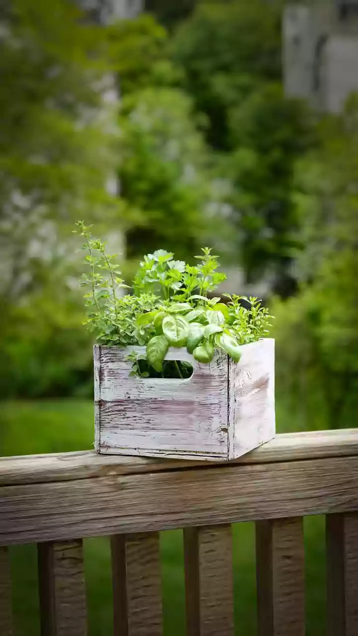 How Clay Olla Pots Support Consistent Root Moisture For Potted Balcony Herbs And Veggies