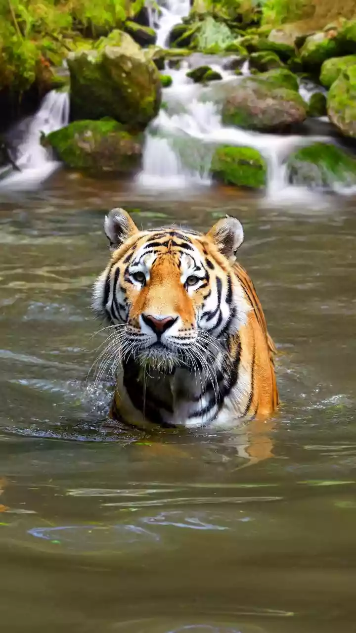 Nepal's Higher Tiger Count Rewards Years of Habitat and Community Investment