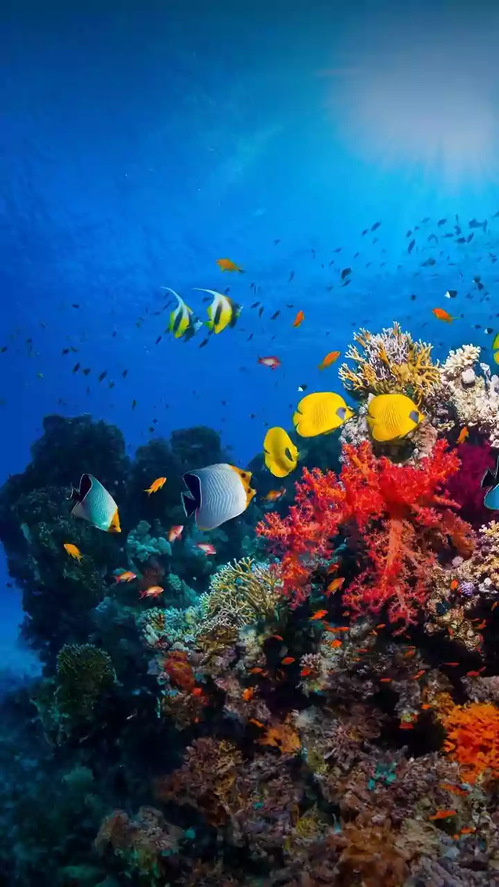 Lakshadweep Coral Reef Preservation Plan Enforces Sustainable Travel Limits Across Popular Island Destinations