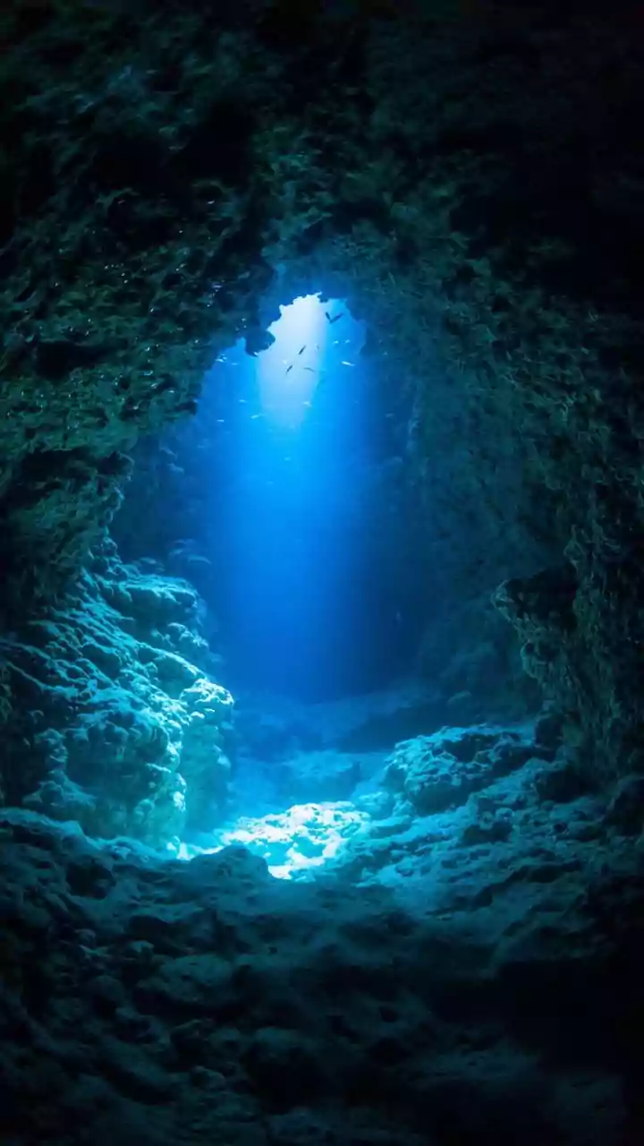 Deep-Sea Mining: Risks to Marine Life Explored