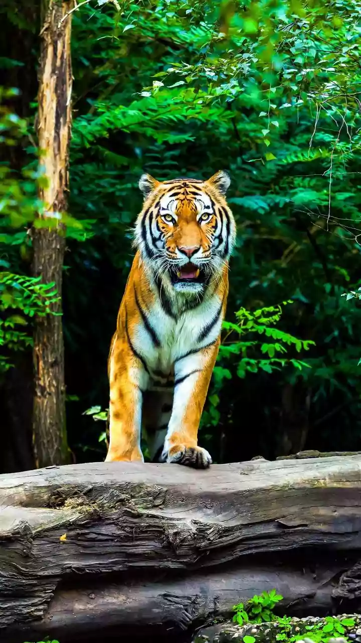 Why Expanding Forest Buffer Zones Protects Relocated Tiger Populations In Indian Parks