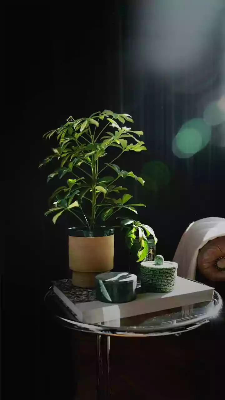 How Often Should You Water Indoor Plants During Humid Weather?