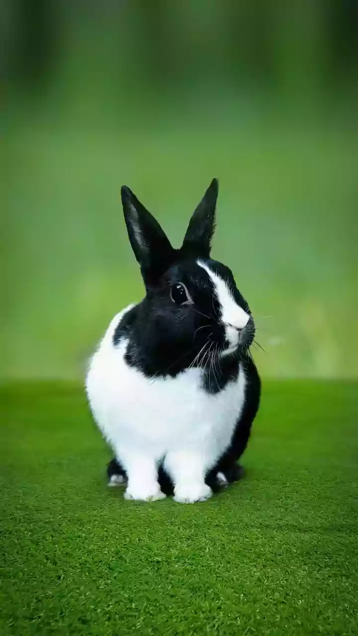 Optical Illusion Personality Test: Rabbit or Duck? Uncover Your Emotional Tendencies