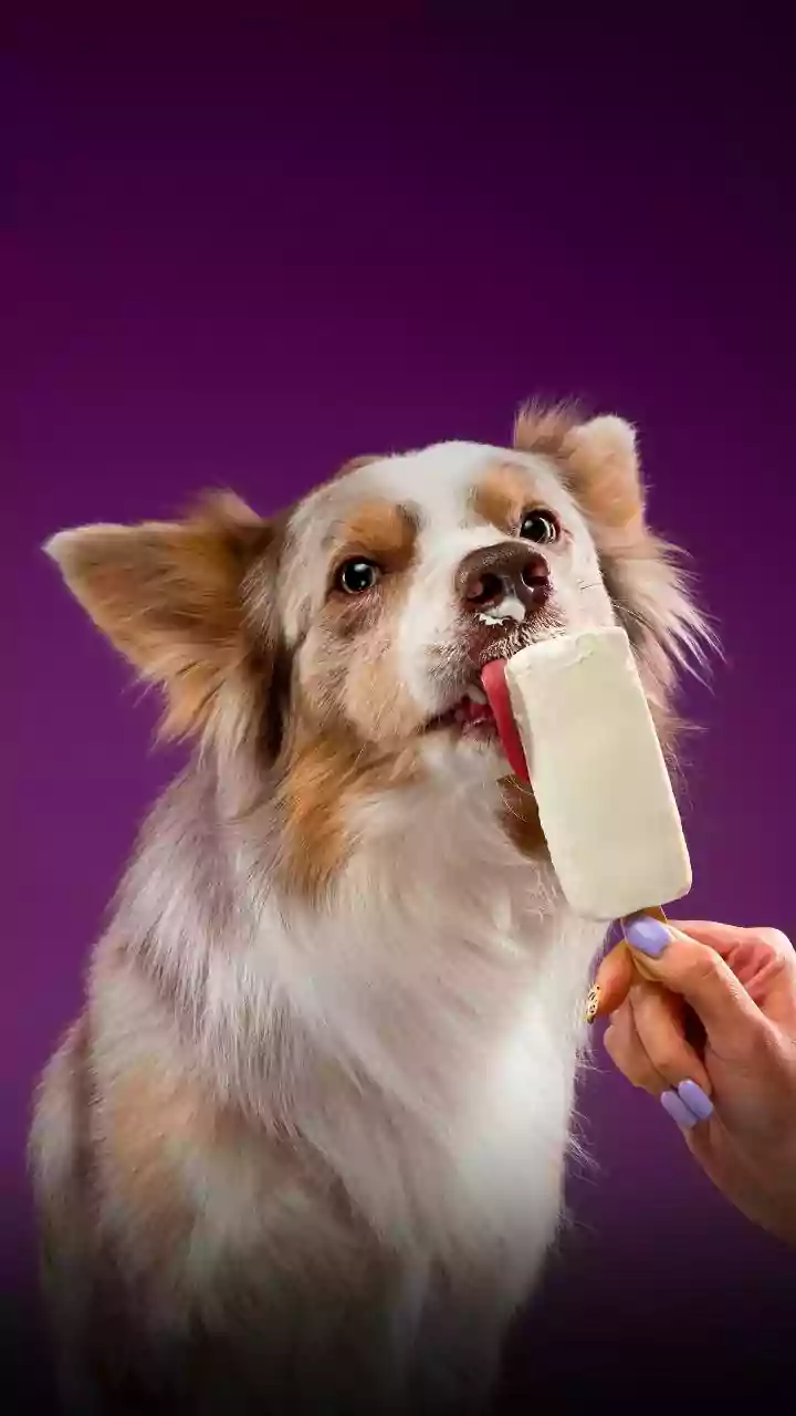 'The Barkery Book' whips up treats for furry friends