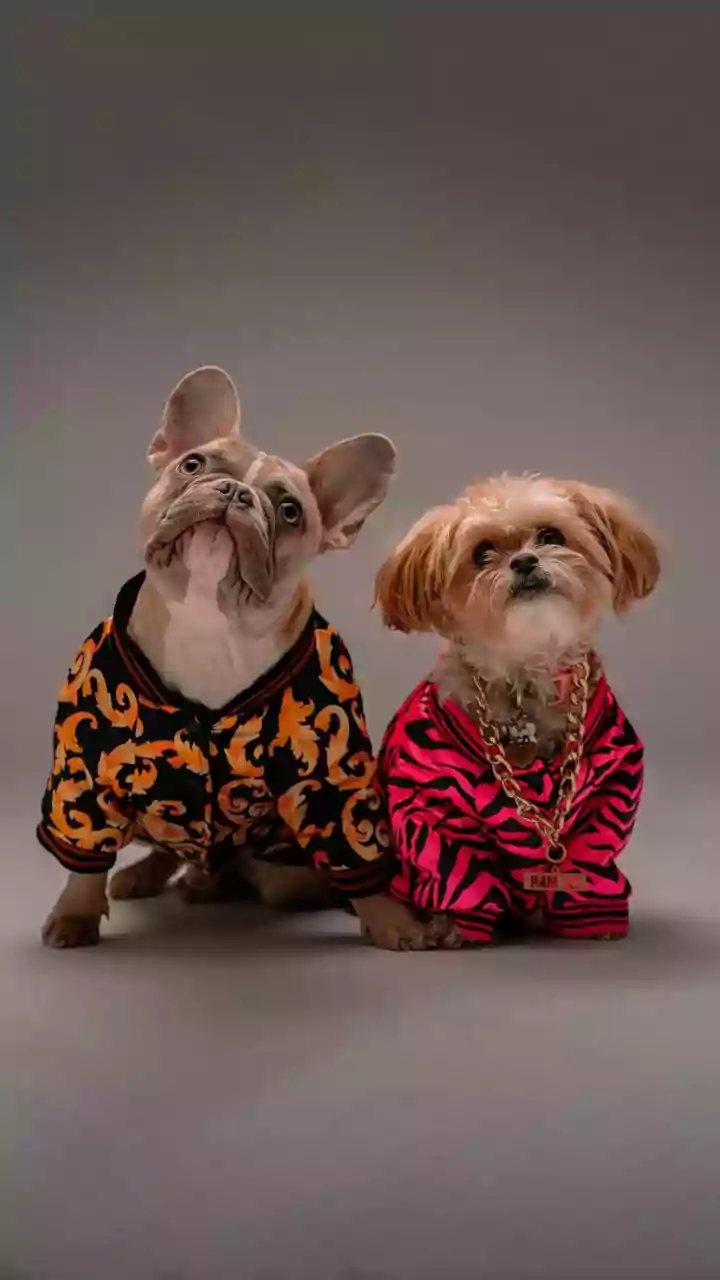 Premium Pet Care Is Becoming Everyday Spending
